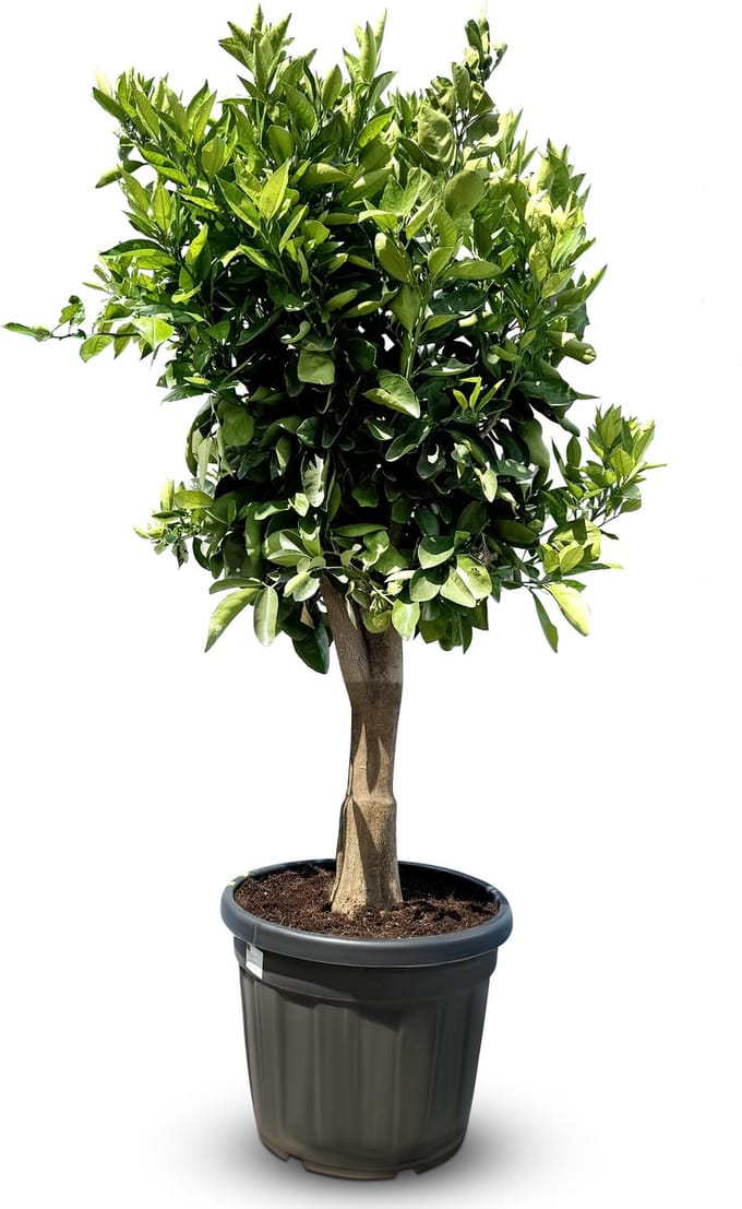 Sunny Tree - Fruitboom - Sinaasappelboom - Citrus Sinensis - 25 jaar oude boom - 180 cm