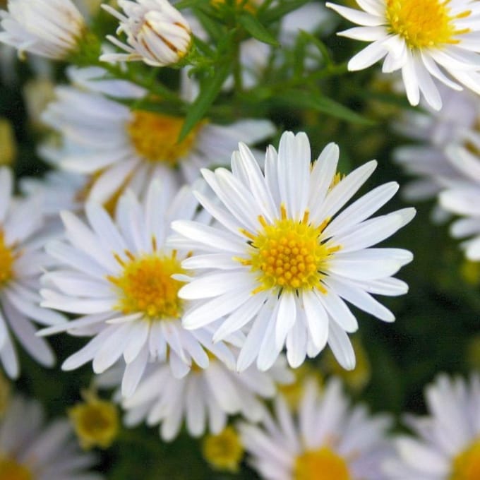 Bosaster / Herfstaster (Aster Dumosus / Aster novi belgii) - Aster dumosus Apollo - Herfstaster - Bijen-Vlinders - Bodembedekkers