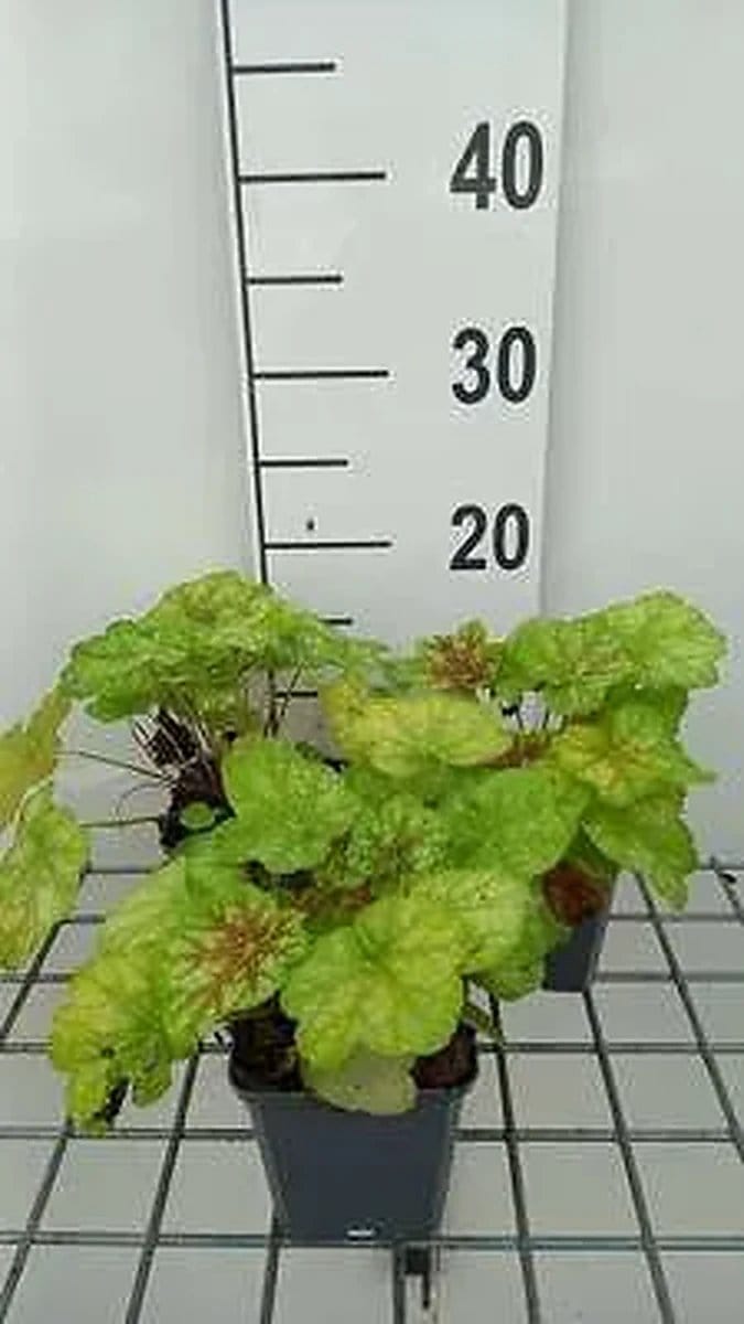 6x Purperklokje - Heuchera hybr. 'Tiramisu' | 9x9 cm pot