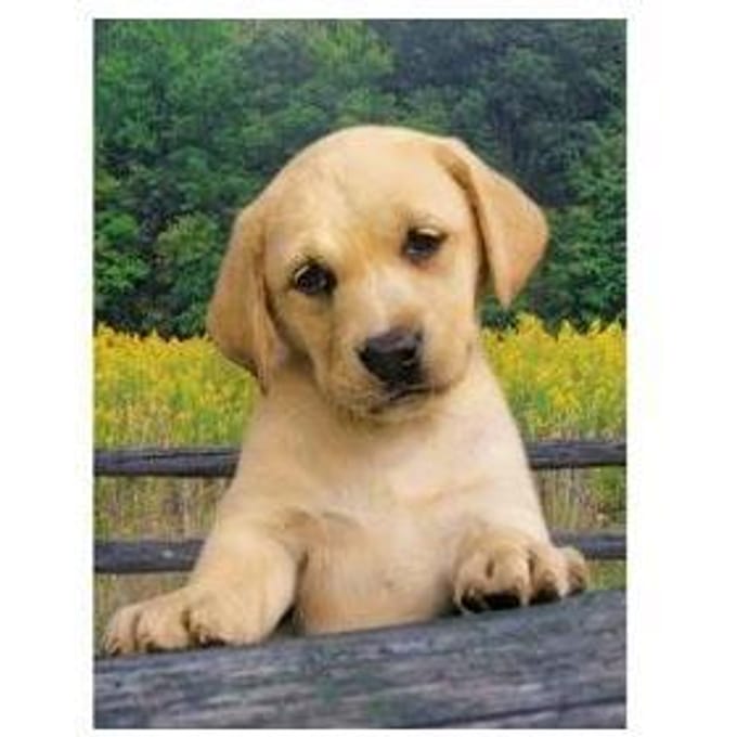 Clementoni Peanuts 1000st Volwassenen puzzels
