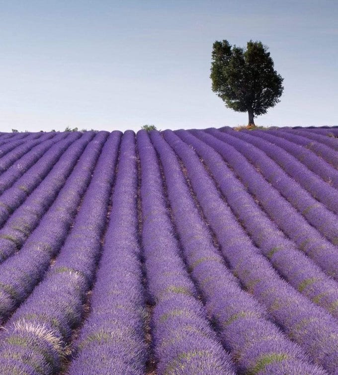 Fotobehang - Lavender Field 225x250cm - Vliesbehang