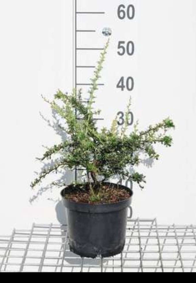 Berberis darwinii 'Compacta' - Zuurbes 20- 25 cm in pot