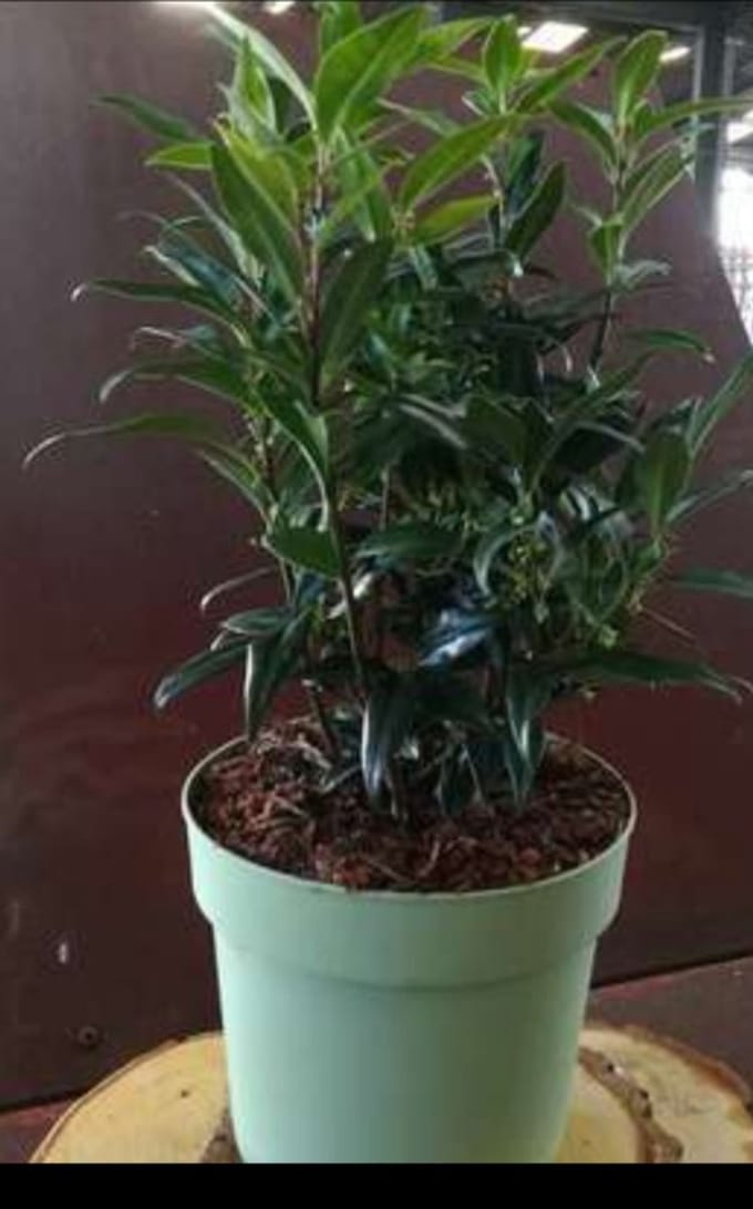Sarcococca hum. 'Winter Gem'® - Zoete Buxus 20- 25 cm in pot
