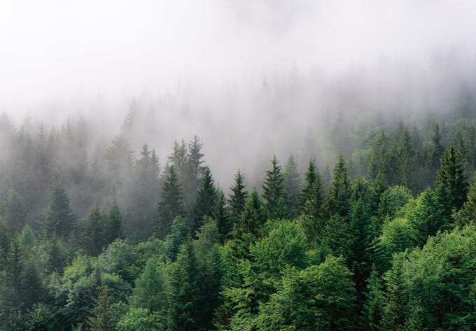 Fotobehang Bos in de Mist XXL – posterbehang – 368 x 254 cm – Groen