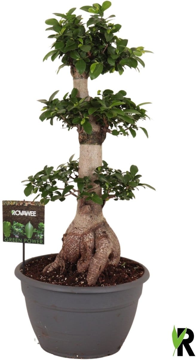 Ficus Microcarpa Ginseng XL in sierpot 100 cm - Kamerplant - Potmaat Ø35 cm