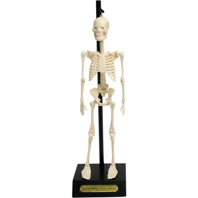 Anatomisch skeletmodel Rex London