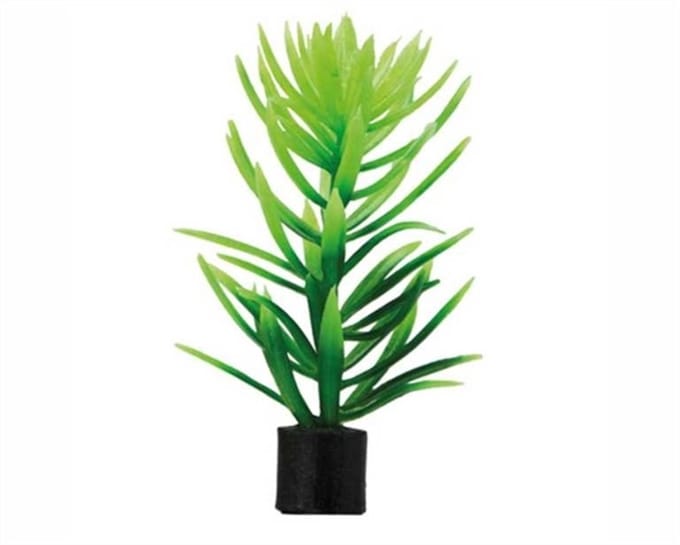 Hobby Plant Didiplis Mini 1.5X1.5X6CM