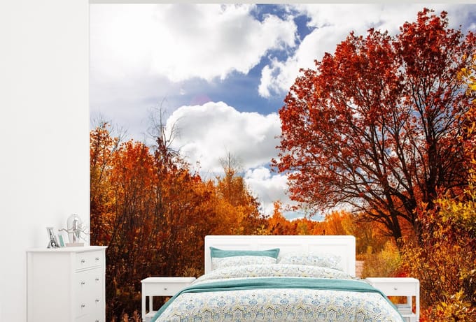 Behang - Fotobehang Boom - Pad - Herfst - Breedte 325 cm x hoogte 260 cm
