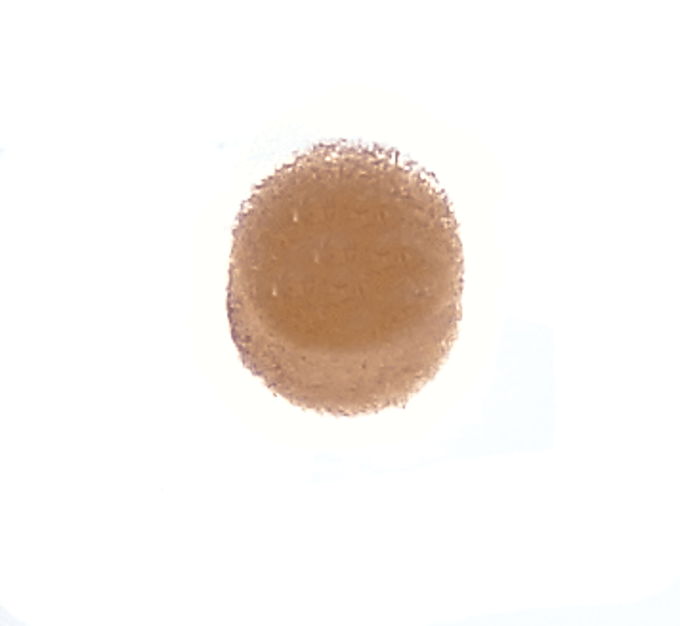 Tank air filter