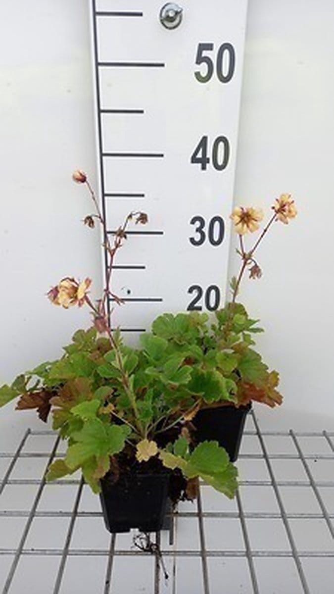 6x Nagelkruid - Geum hybr. 'Fluffy Yellow' | 9x9 cm pot