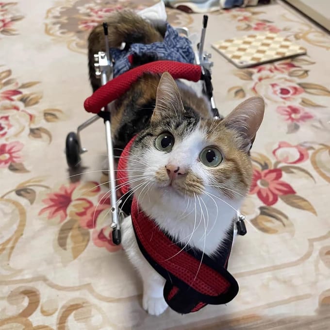 Huisdier Rolstoel - Hond Trolley Kat - Ondersteuning Beweging - Verstelbaar Ontwerp - Klein - Grijs