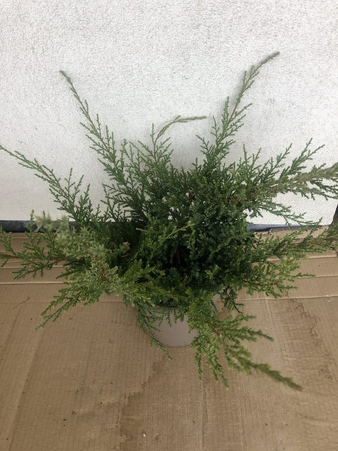 Juniperus pfitzeriana 'Wilhelm Pfitzer' - Pfitzer Jeneverbes 25 - 30 cm in pot