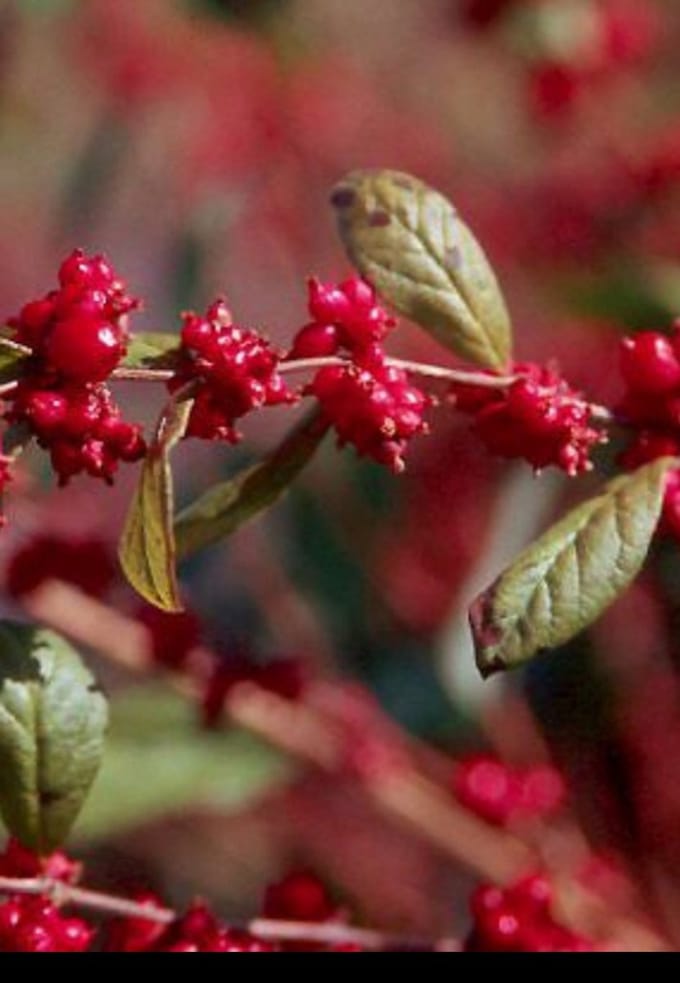 2 x Symphoricarpos d. 'Magic Berry' - Sneeuwbes 50- 60 cm in pot