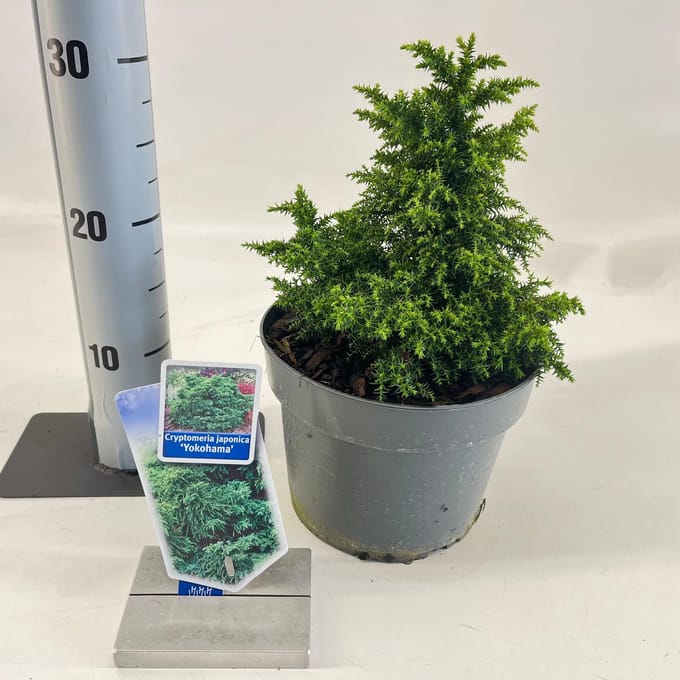 Cryptomeria j. ‘Yokohama’ - Japanse ceder | 20-25 cm pot