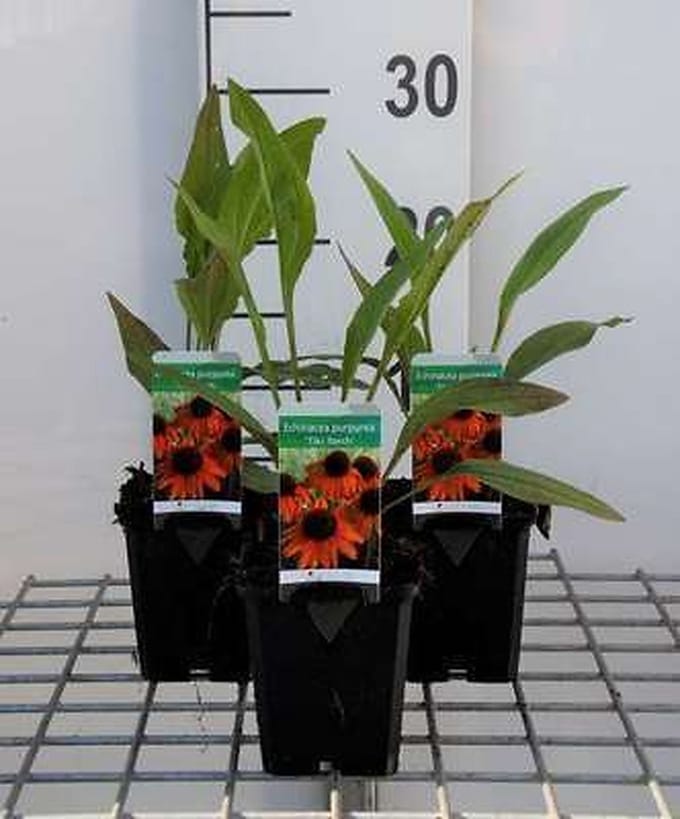 6x Zonnehoed - Echinacea purp. Tiki Torch" | 9x9 cm pot