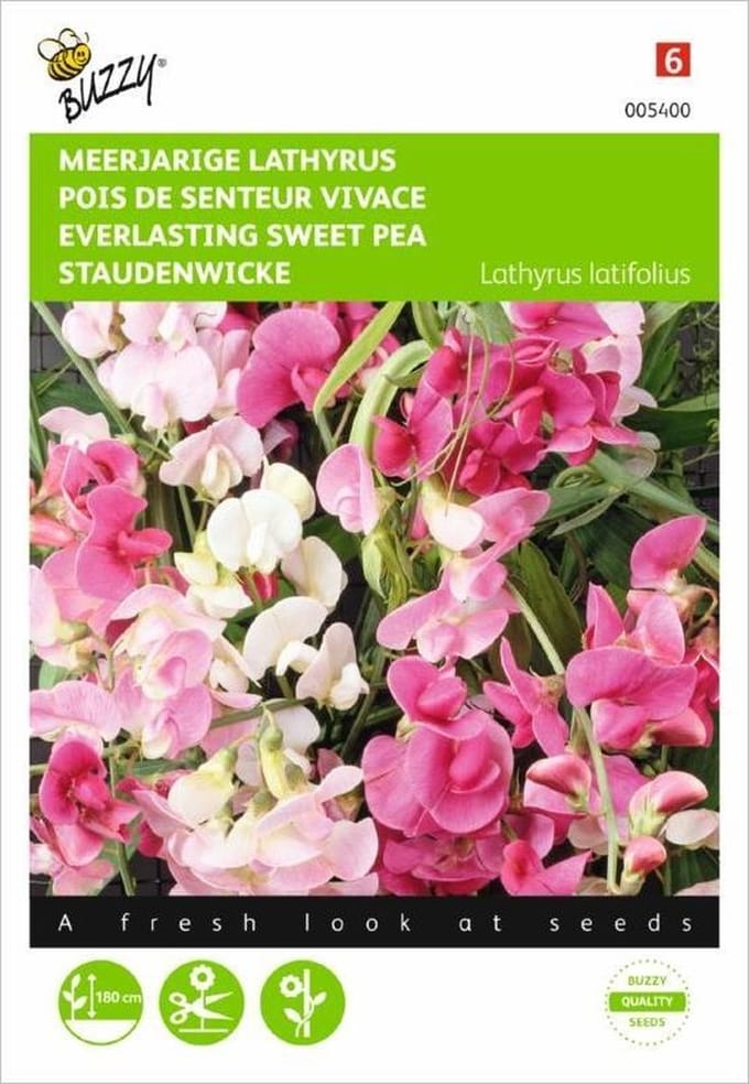 Lathyrus latifolius (kleurenmengsel)