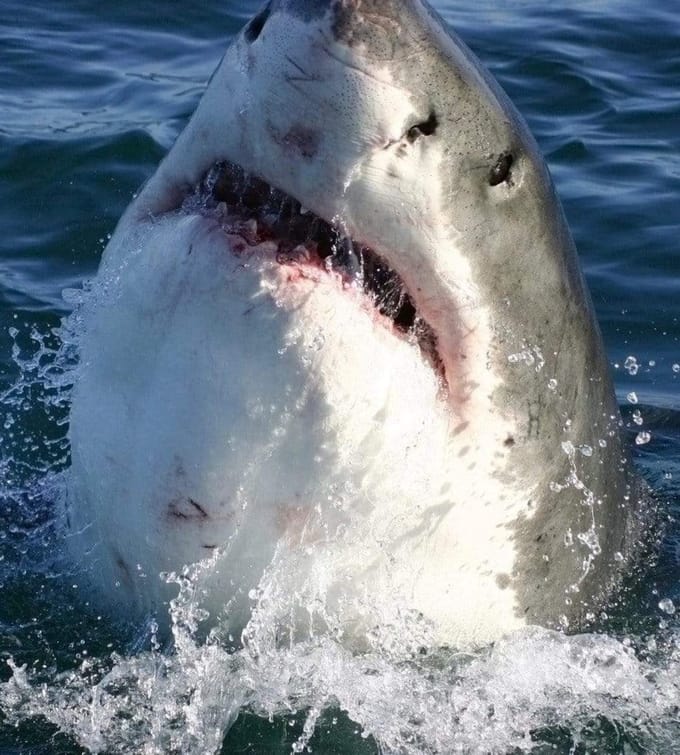 Fotobehang - Shark 225x250cm - Vliesbehang