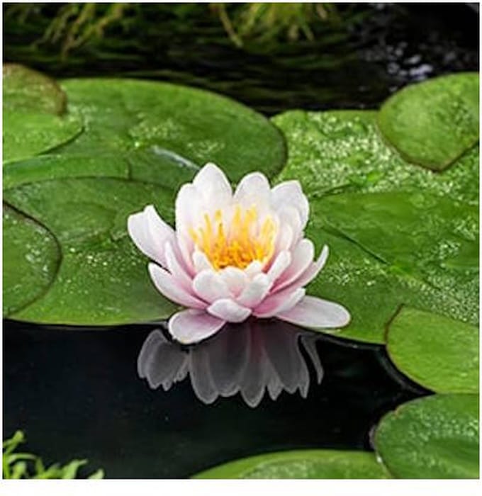 Moerings Nymphaea Venusta | Waterlelie | In 11CM pot