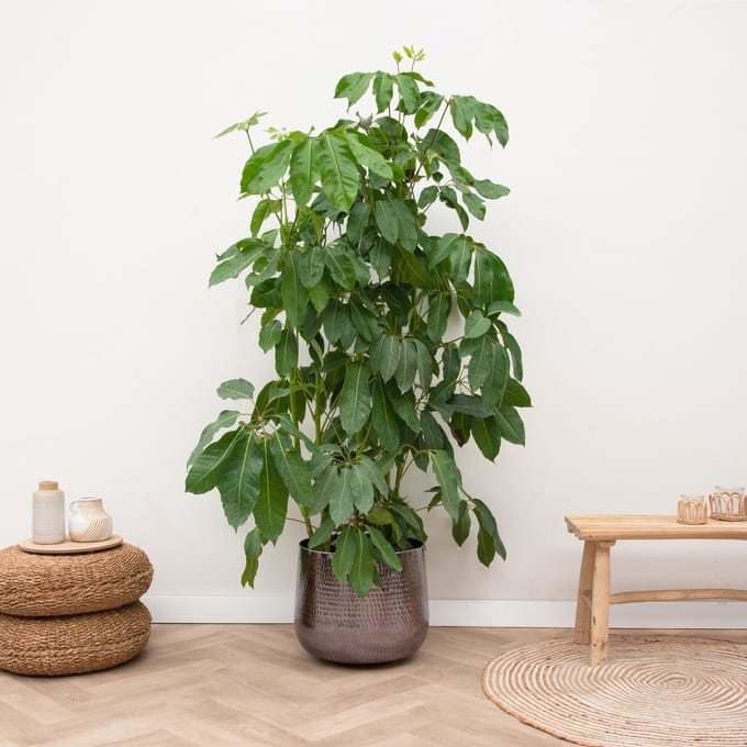Schefflera Amate - 200cm