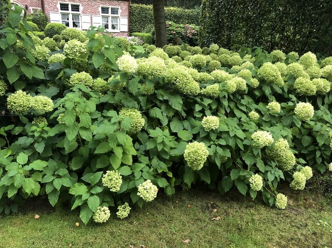 Hydrangea arborescens 'Annabelle' - Annabelle, Sneeuwbal Hortensia 60 - 80 cm in pot