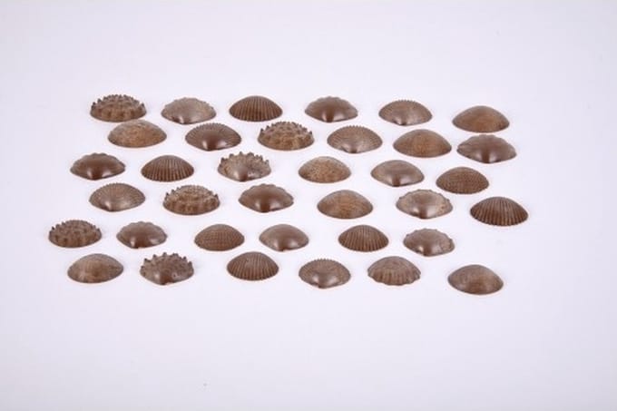 EDX - Eco sensorische schelpen (36 stuks)