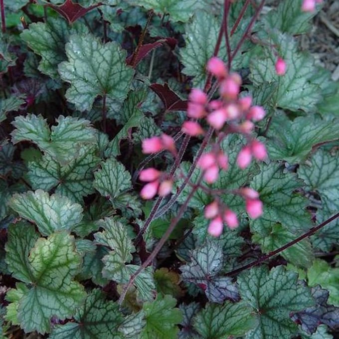 3 x Heuchera 'Pewter Moon - Purperklokje pot 9x9cm