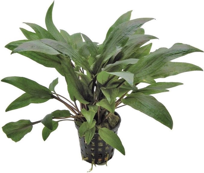 Cryptocoryne Undulatus - Aquariumplant - Aquascape - Moerings