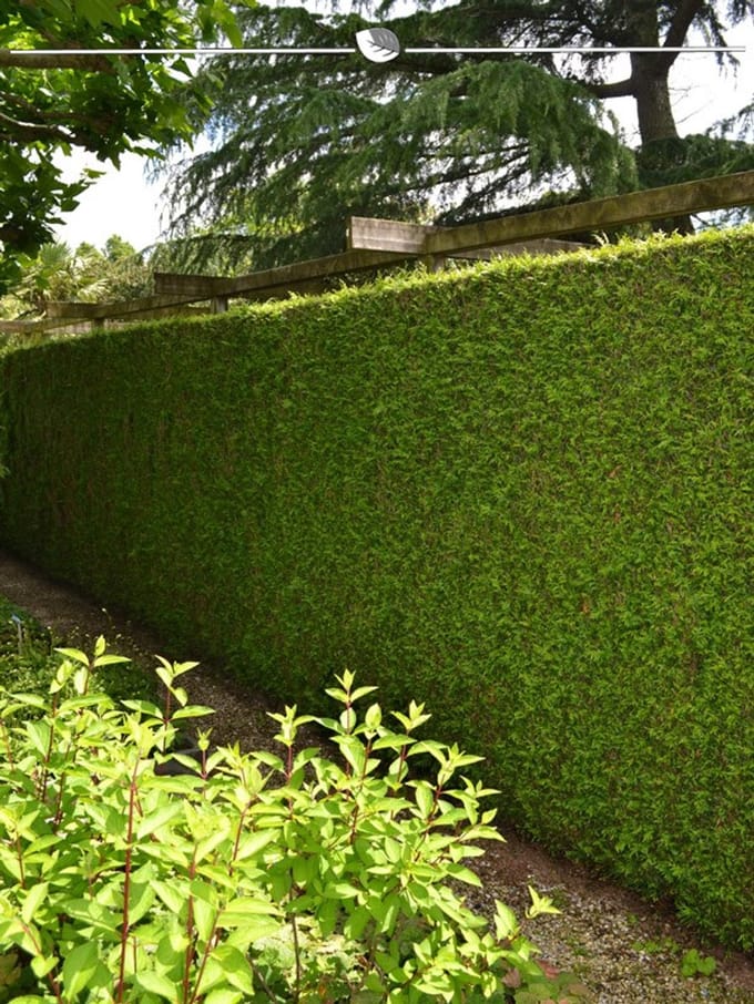 Levensboom Thuja plicata Martin 140-160 cm, 25x Haagplant