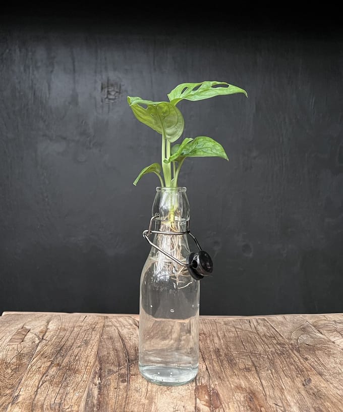 Lofe Ann transparant | Hydroponie | Zwarte dop en Monstera stek
