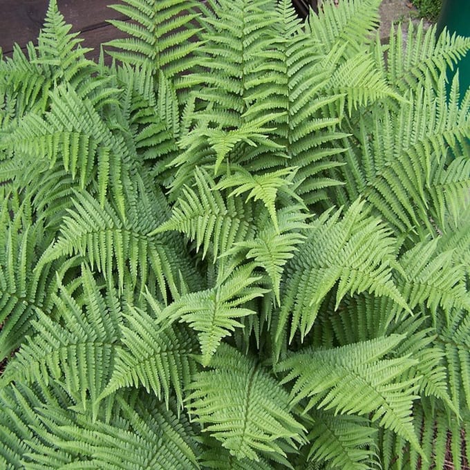 6x Schildvaren - Dryopteris filix-mas ‘Linearis Polydactyl’ - Pot 9x9cm