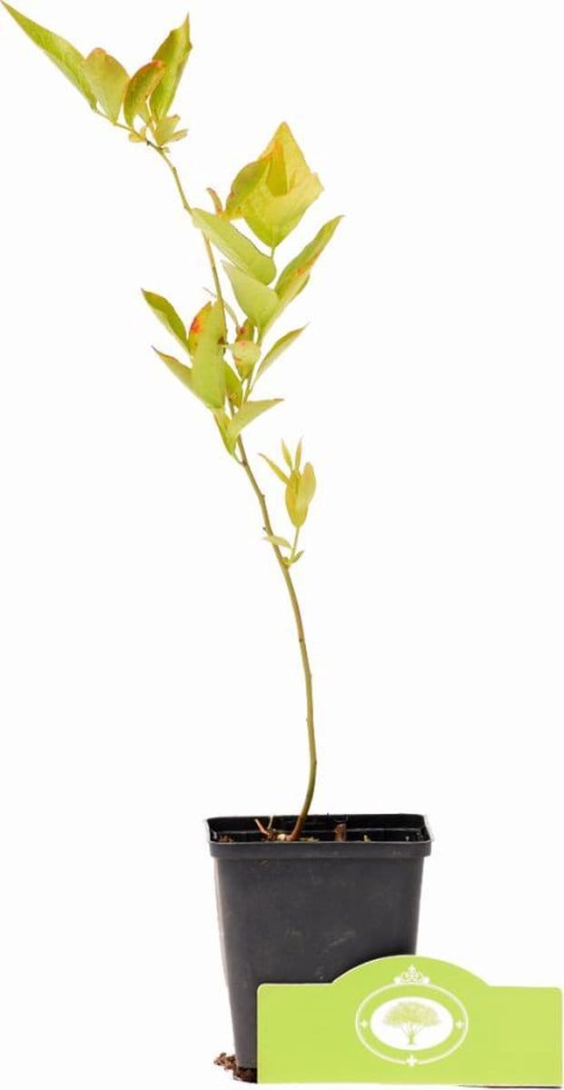 Vaccinium corymbosum 'Goldtraube' blauwe bes, 3 x 9 cm potjes