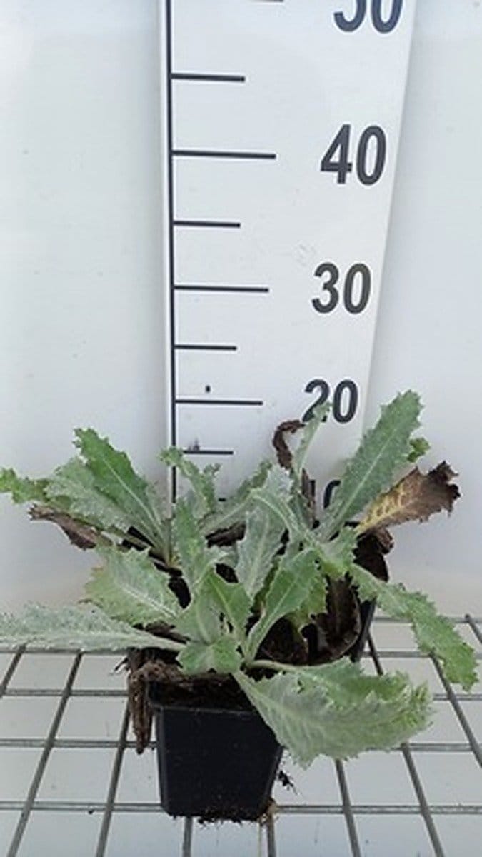 6x Ononis - Onopordum nervosum | 9x9 cm pot