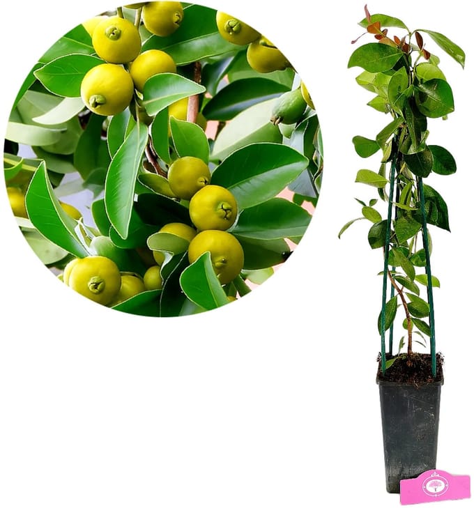 Psidium cattleianum var. luridum Yellow, Citroenguave, Hoogte 50-60cm, 2 liter pot