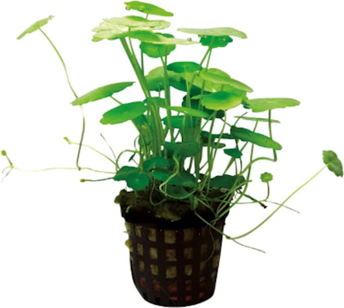 Aquaflora Hydrocotyle verticillata in 5 cm pot P5 Pot