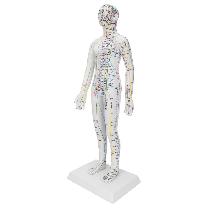 Onderwijs Acupunctuur Meridianen Model Vrouwen Acupunctuur Model met Basis Acupunctuurnaalden Set white