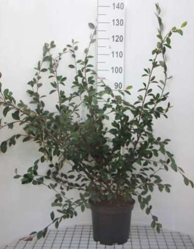 Cotoneaster lacteus - Grootbladige Glansmispel 60- 80 cm in pot