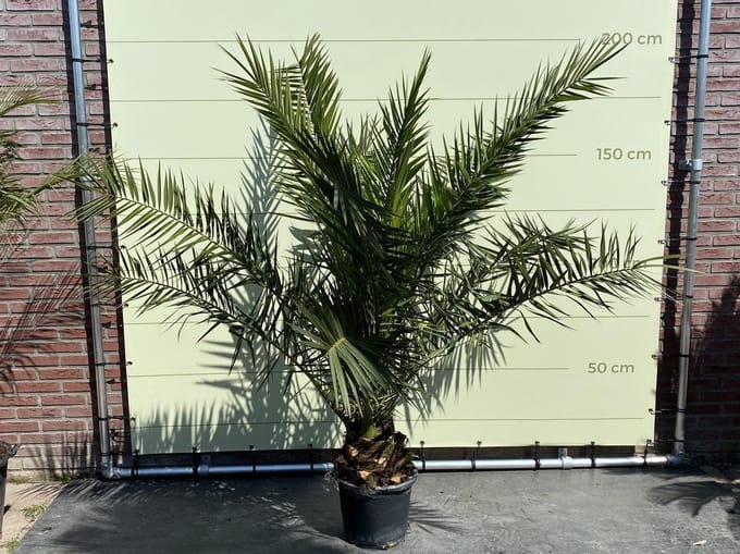 Palmboom - Phoenix Canariensis -  stamhoogte 20-30 cm