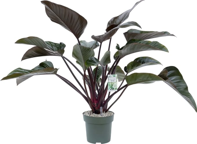 Beautanic Lifestyle - Philodendron - 90 Cm - Ø 27 - 1 Stuks