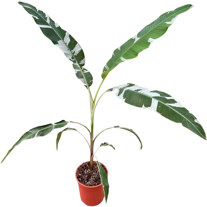 Musa Florida - Kamerplant - Potmaat Ø27 cm