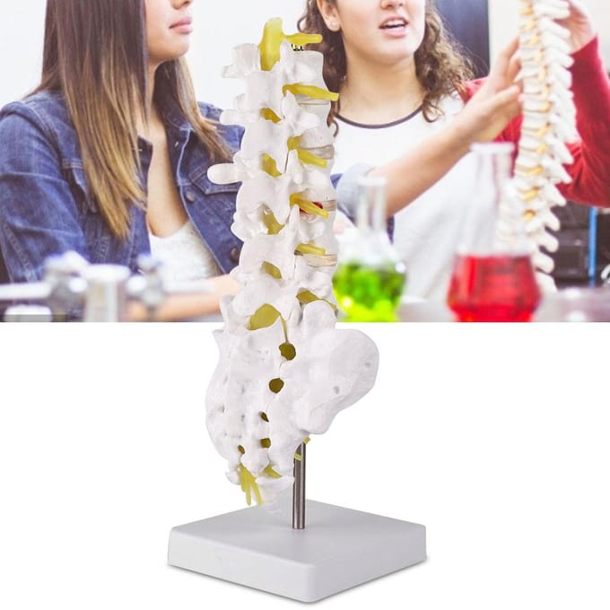 Modèle de Colonne Vertébrale Lombaire Humaine Modèle d'Enseignement Éducatif Lombaire Outil white