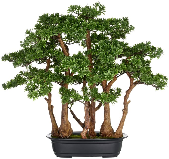 Kopu Thee Bonsai met 7 Stammen - 60 X 60 cm - In Zwarte Plastic Pot