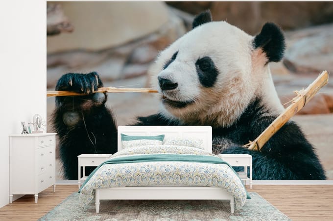 Behang - Fotobehang Panda - Beren - Bamboe - Breedte 375 cm x hoogte 280 cm