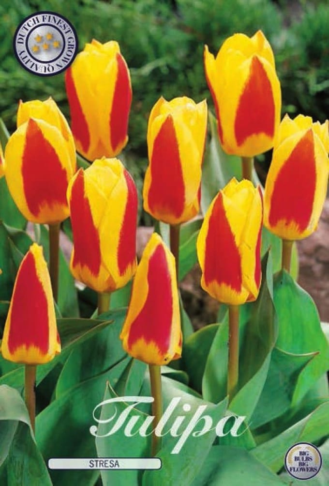 Stresa Kaufmannia Tulpenbollen 10 stuks Bolmaat 12+