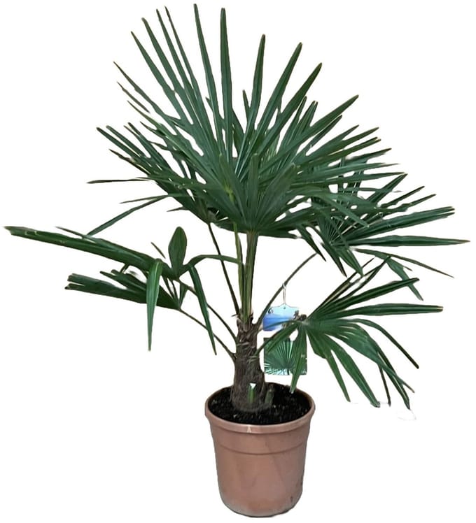 Trachycarpus fortunei - Hoogte 100cm - Pot 24cm