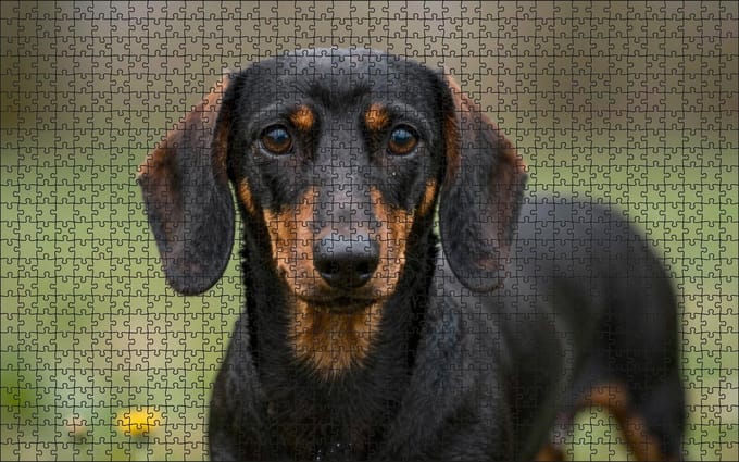 Puzzel Teckel | 1000 stukjes | Dierenpuzzel | Hondenpuzzel