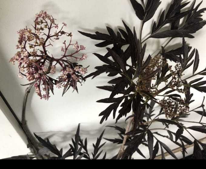 Sambucus nigra 'Black Lace'® ( 'eva') - Rode Peterselievlier 30- 40 cm in pot