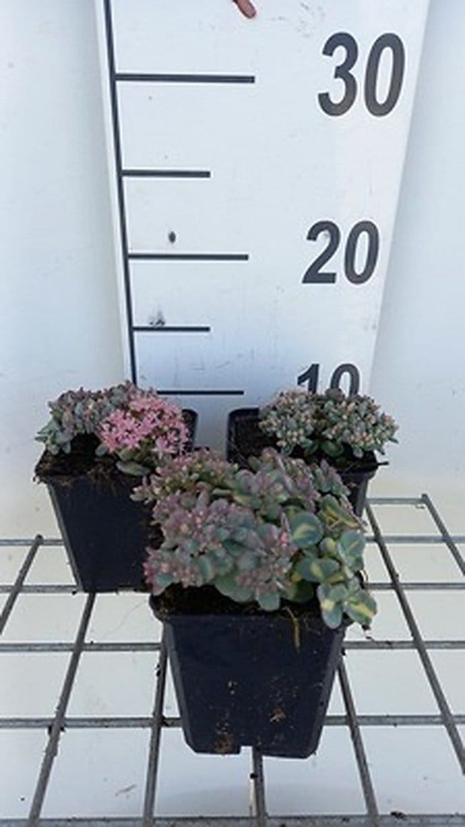 6x Sedum sieb. 'Mediovariegatum'