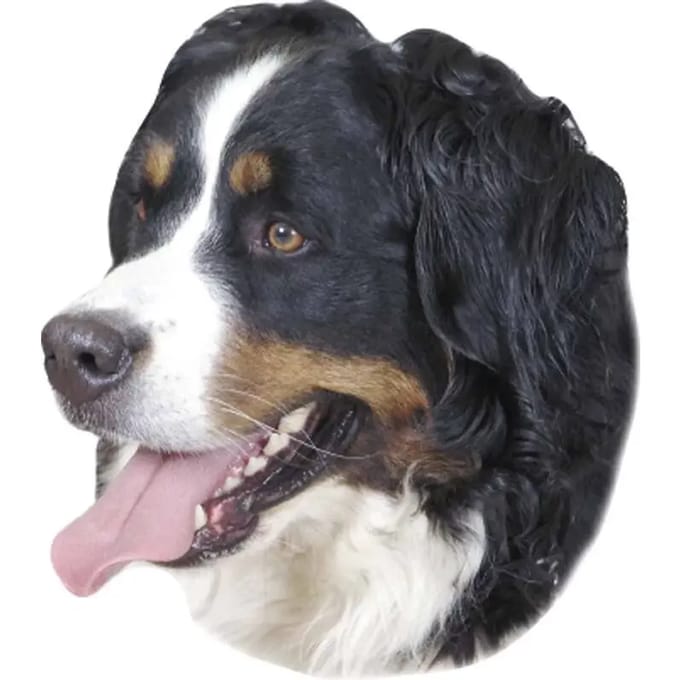 Sticker Nobby Pet Bernese Mountain Dog