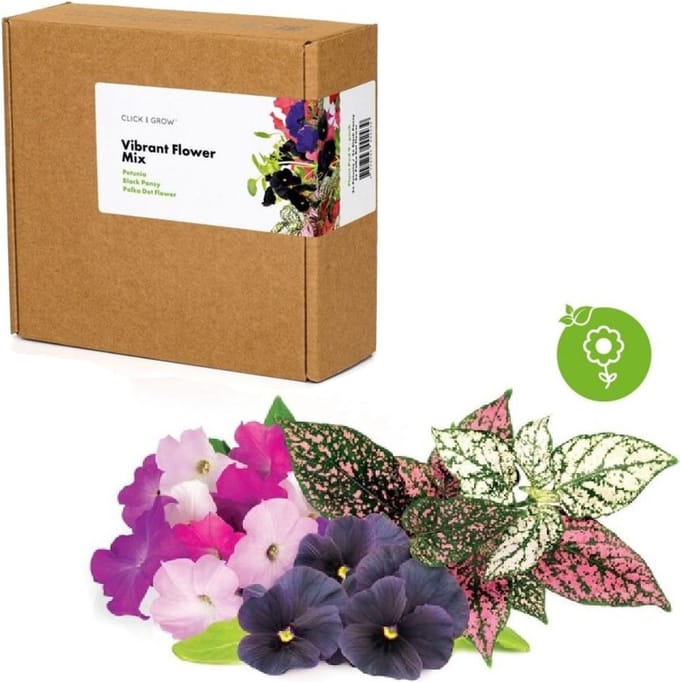 Click & Grow vibrant flower mix
