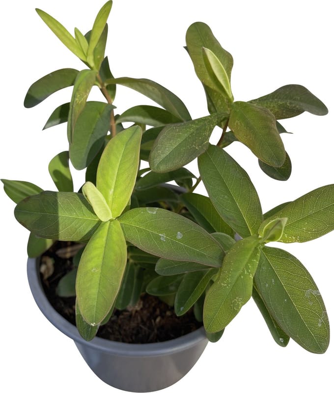 12x Herfsthooi, Sint Janskruid - Hypericum calycinum | 9x9 cm pot